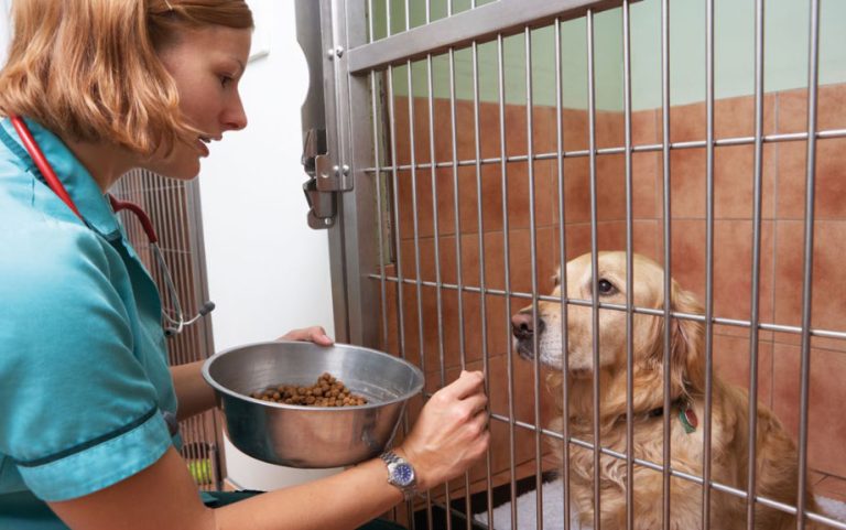 Veterinary Care Assistant Salary Uk