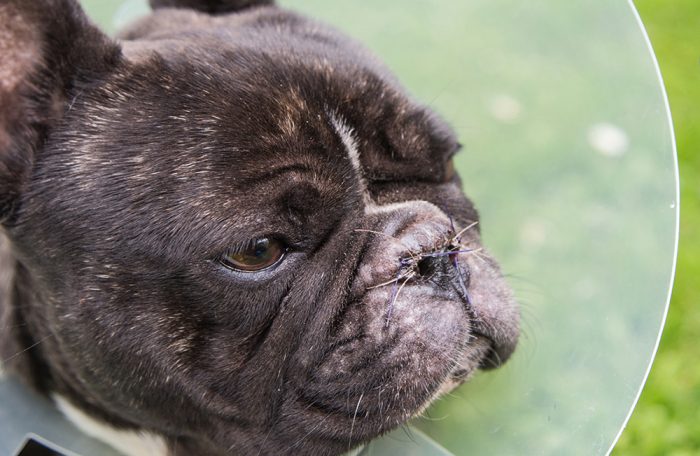 Nursing and Anaesthesia of the Brachycephalic Patient On-Demand