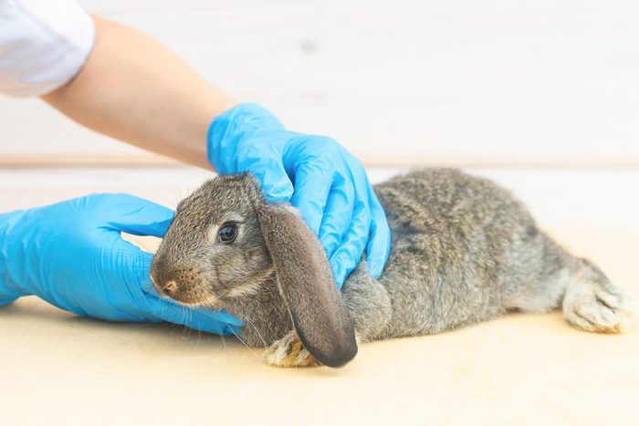 Rabbit Anaesthesia for Nurses & New Grads On-Demand