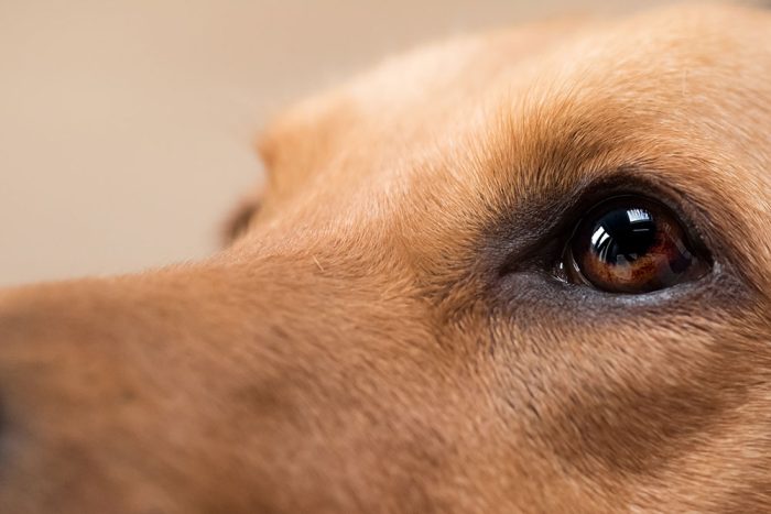 An Update on Canine and Feline Ophthalmology On-Demand