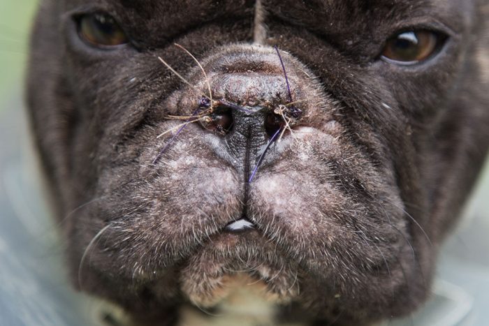 Brachycephalic Obstructive Airway Disease – There’s More to This Than We Thought! On-Demand