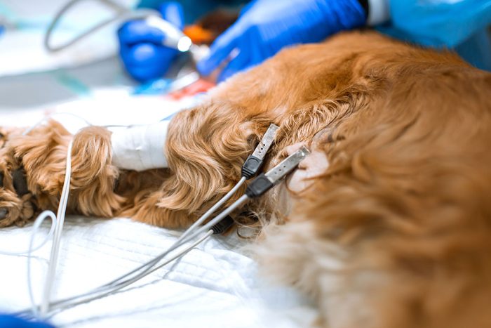 Canine Cardiology: Key Foundations On-Demand