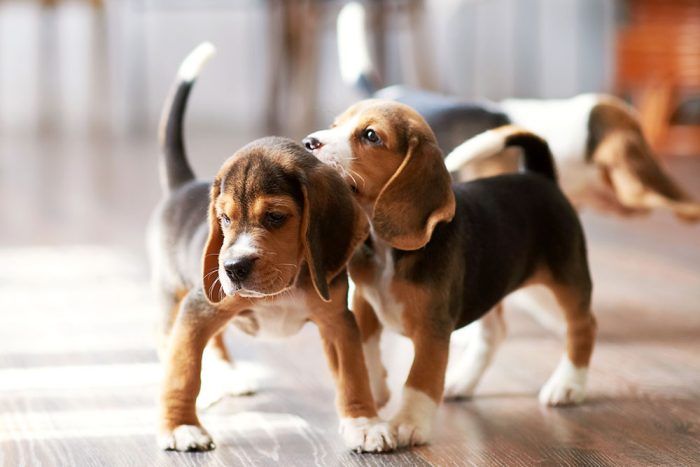 Canine Developmental Orthopaedic Disease On-Demand