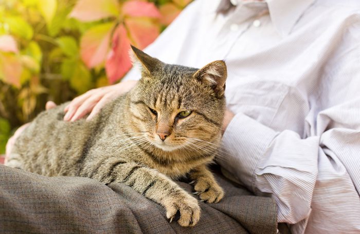 Caring for Elderly Cats: Getting the Most Out of Your Senior and Geriatric Feline Medicine On-Demand
