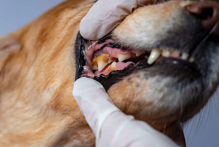 Combined Canine and Feline Dentistry with Dental Radiography On-Demand