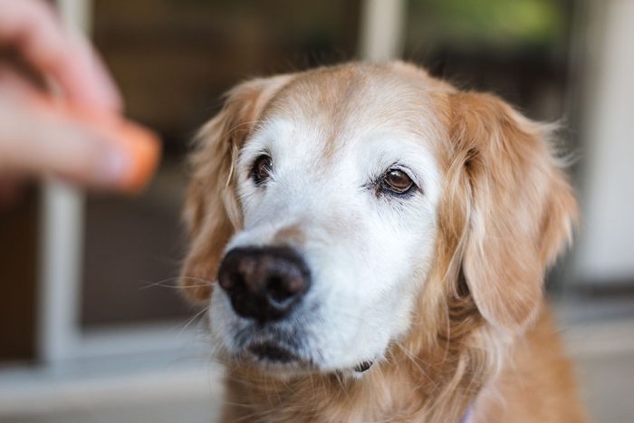 Common Medical Problems in the Older Dog On-Demand