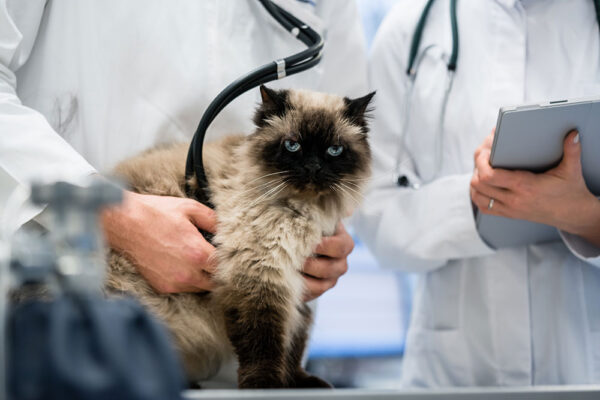Feline Cardiology On-Demand