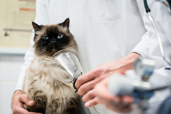 Feline Cardiorespiratory Disease On-Demand
