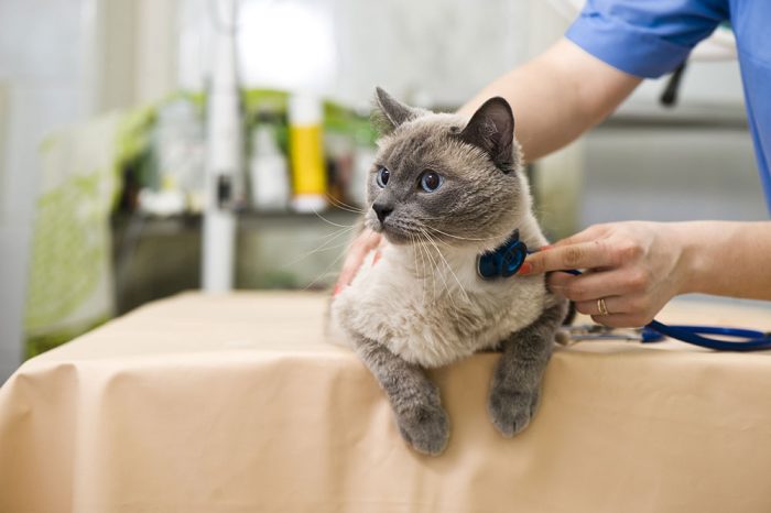 Feline Infectious Diseases and Vaccination Protocols On-Demand