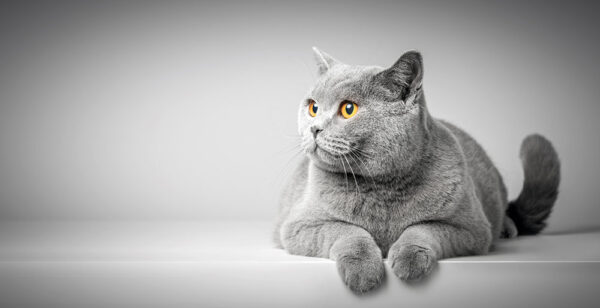 Feline Neurology – the Weak, Ataxic, Seizuring or Confused Cat On-Demand