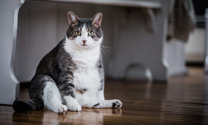 Feline Obesity - Causes, Consequences and Management