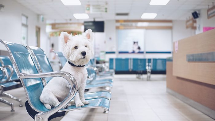Minimising Canine Stress in the Practice Setting & Dealing with Challenging Patients On-Demand