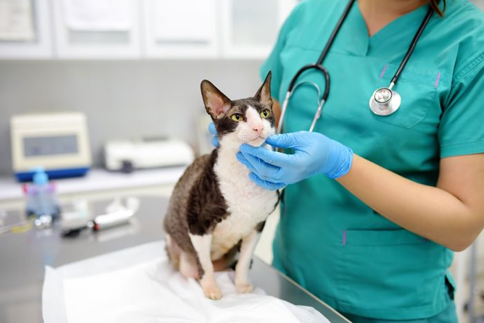 Practical Feline Nursing: Managing Common Conditions On-Demand
