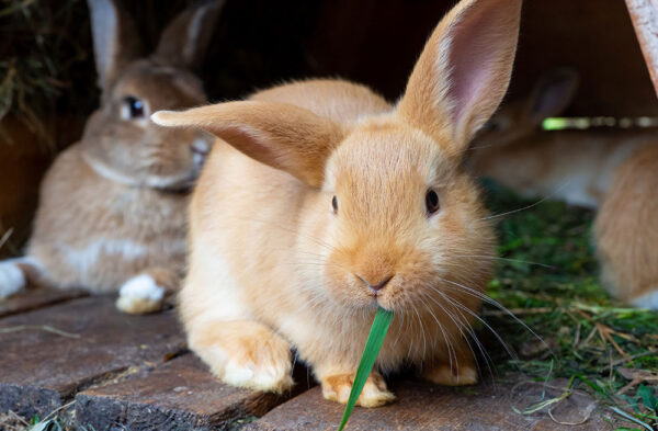 Rabbit Nursing & Care of the Hospitalised Rabbit On-Demand
