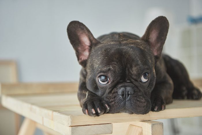 Surgery of the Brachycephalic Dog: Treating the Snorts, Snores and Smells On-Demand