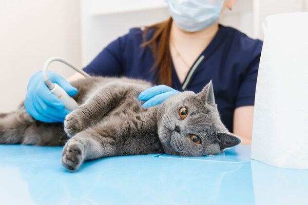 The Value of Feline Abdominal Ultrasound On-Demand