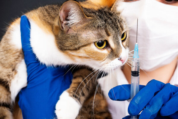 Top Tips For Getting The Most Out Of Your Feline Medicine On-Demand