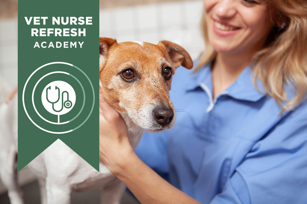 Nurse Refresh Academy Silver Package On Demand   Vet Nurse Refresh Academy Main 