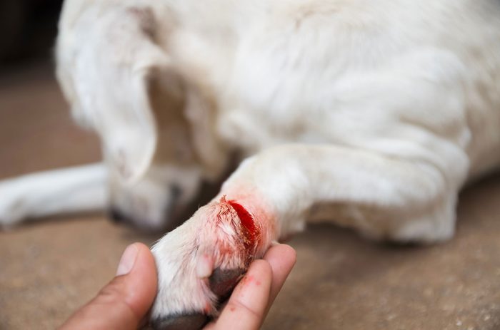 Wound Management and Bandaging Techniques for Veterinary Nurses On-Demand