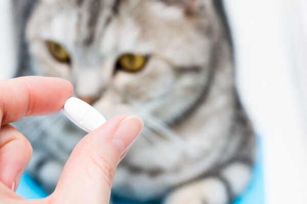 Antimicrobial Stewardship cat image