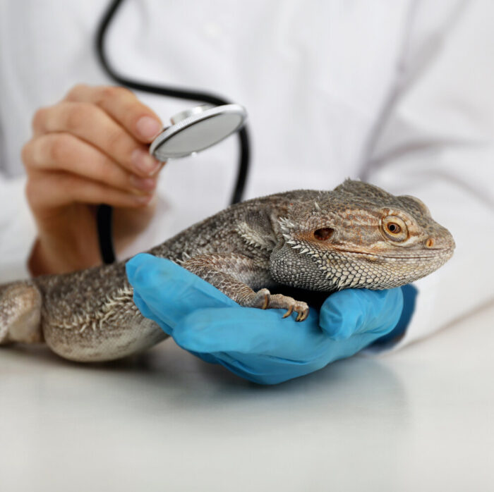 Reptiles: A Practical Approach to the Scaly Patient
