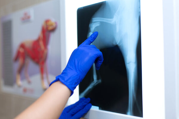 A Practical Introduction to Orthopaedics