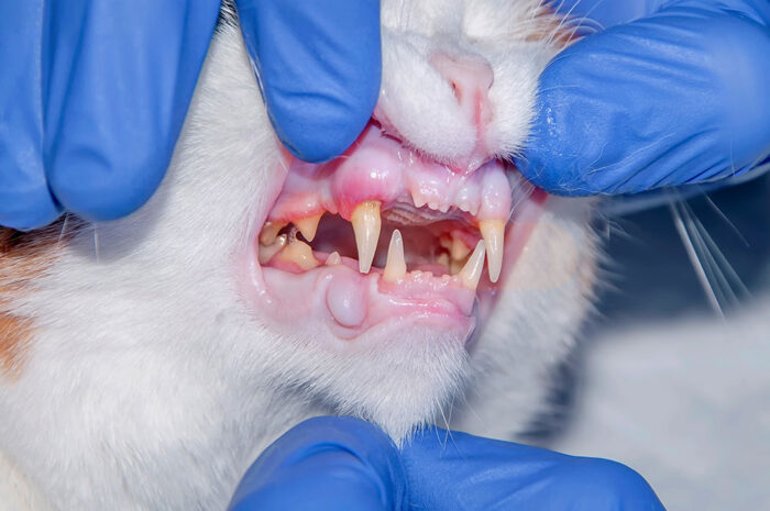 Feline Dentistry (2 Day Course)