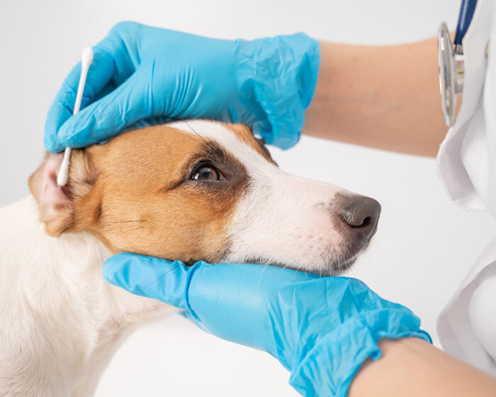 Empowering Veterinary Nurses in Dermatology